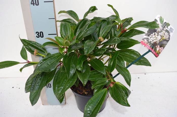 <h4>Viburnum davidii</h4>