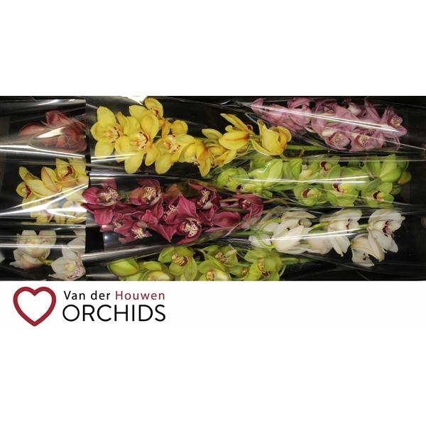 <h4>60 cm Gemengd..</h4>