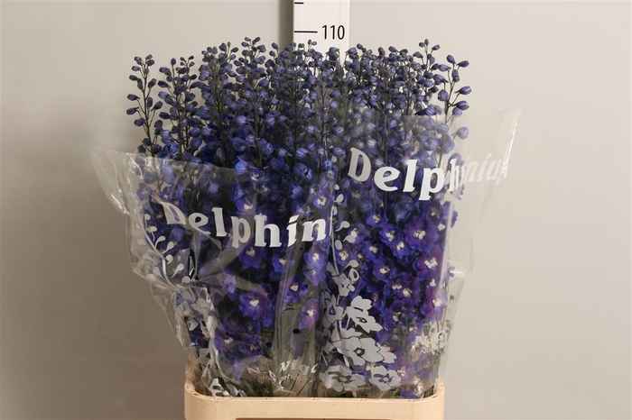 <h4>Delph Du Dewi Blue Star</h4>