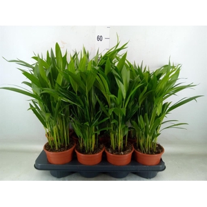 Dypsis lutescens   ...Chrysalidoca