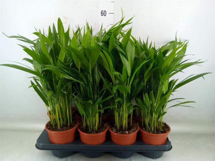 <h4>Dypsis lutescens   ...Chrysalidoca</h4>