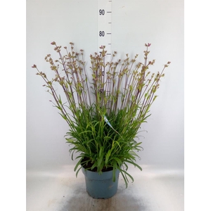Lychnis viscaria 'Plena'