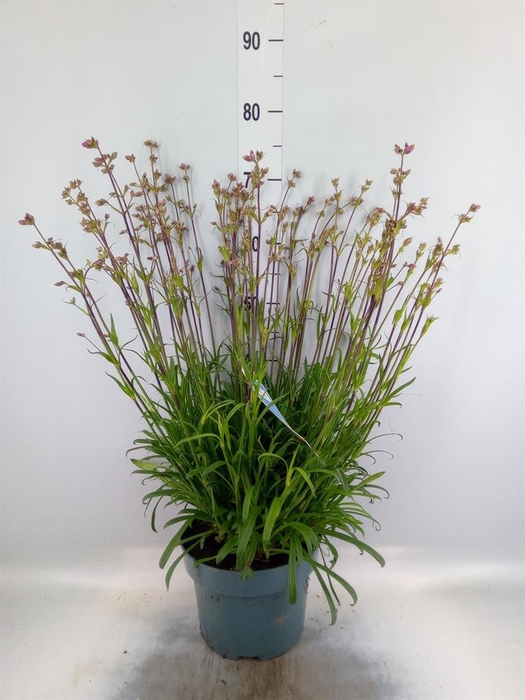 <h4>Lychnis viscaria 'Plena'</h4>