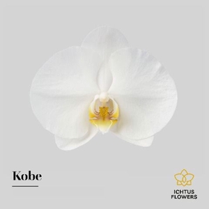 PHAL KOBE PHAL KOBE BLOEM 25 BLOEME
