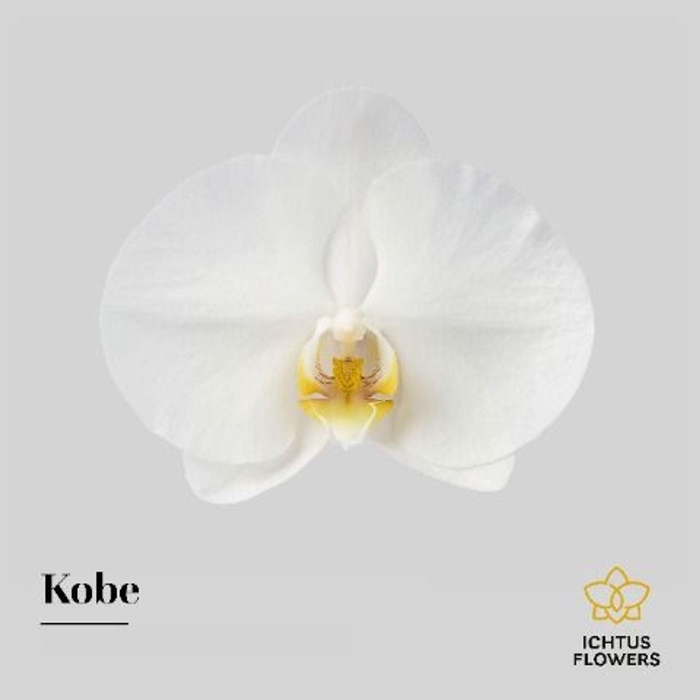<h4>PHAL KOBE PHAL KOBE BLOEM 25 BLOEME</h4>
