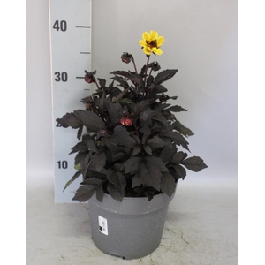 Dahlia 19 cm Donkerblad Yellow