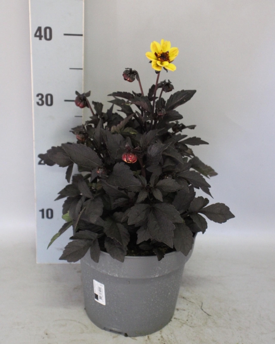 <h4>Dahlia 19 cm Donkerblad Yellow</h4>