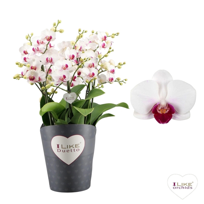 <h4>Phalaenopsis Multifl. typ Floriclon</h4>