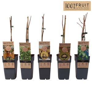 Actinidia mix etage