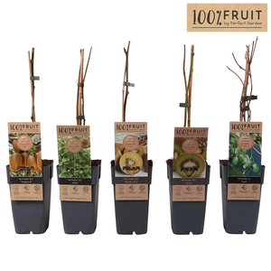 Actinidia mix laag P15