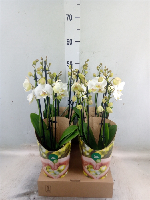 <h4>Phalaenopsis   ...white</h4>