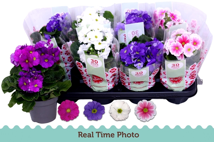 <h4>PRIM OB TM GEM</h4>