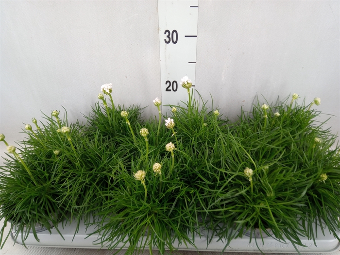 <h4>Armeria maritima 'Armada White'</h4>