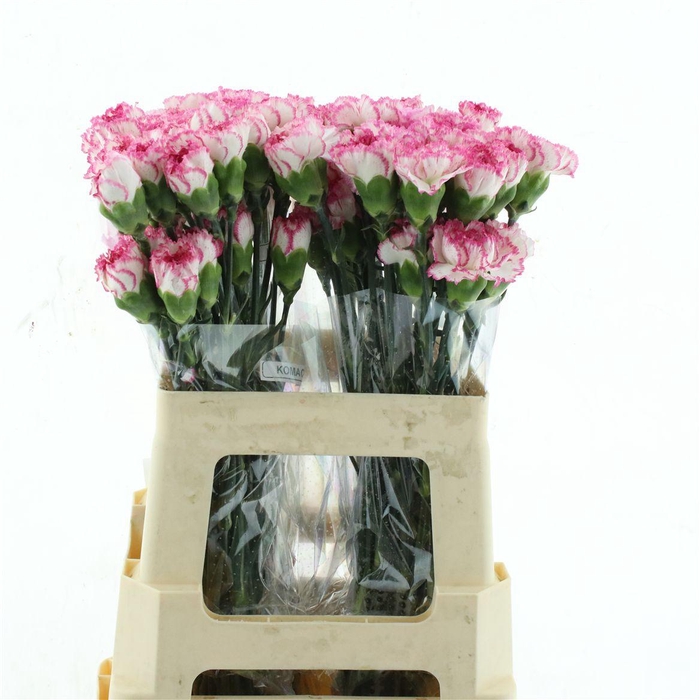 <h4>Di St Col Standard Komachi</h4>