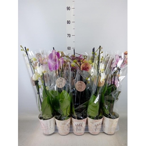 Phalaenopsis   ...mix