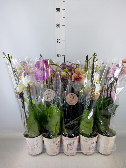 <h4>Phalaenopsis   ...mix</h4>
