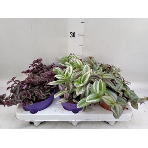 Tradescantia   ...mix
