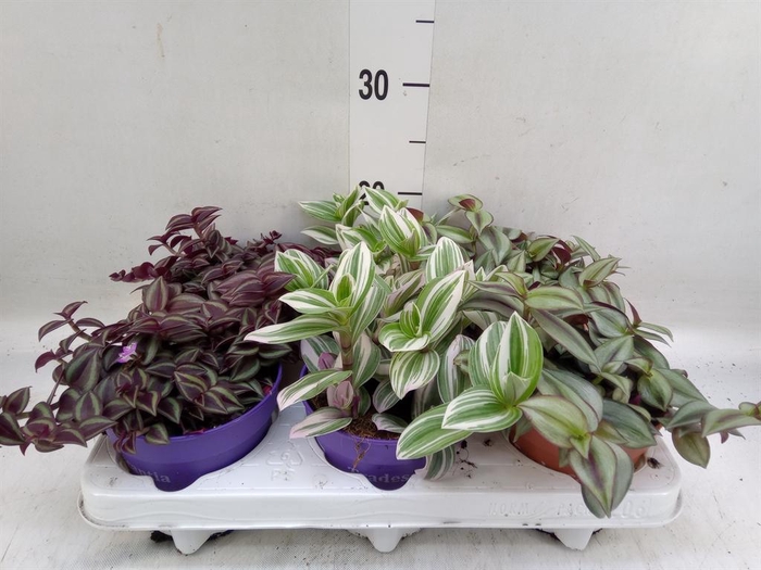 <h4>Tradescantia ...mix</h4>