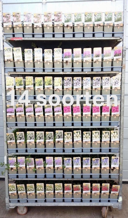 <h4>VASTE PL MIXK stock</h4>