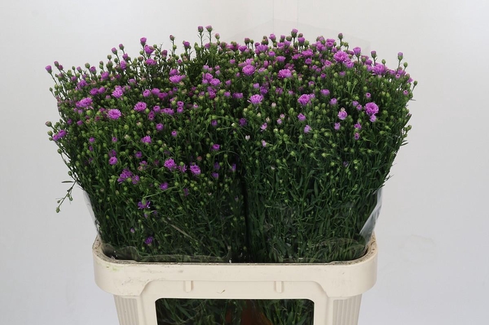 <h4>Aster Casarosa</h4>