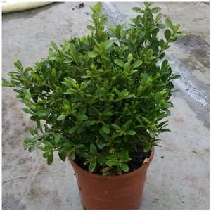 Buxus microphylla 'Rococo'