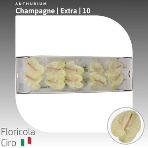 Anthurium Champagne