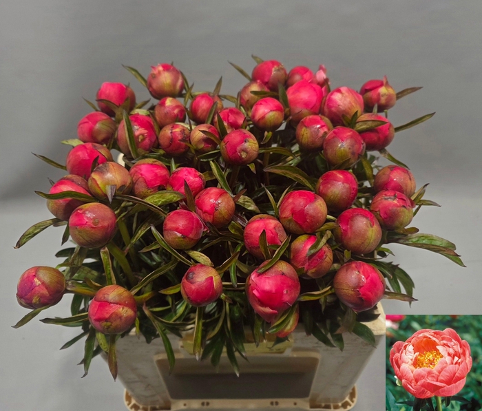 <h4>PAEO  CORAL CHARM</h4>