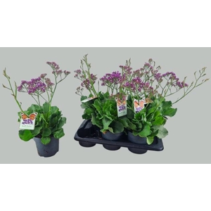 Limonium sin. Salt Lake