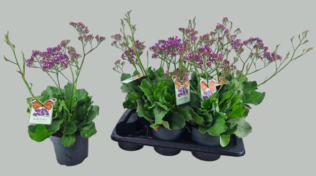 <h4>Limonium sin. Salt Lake</h4>