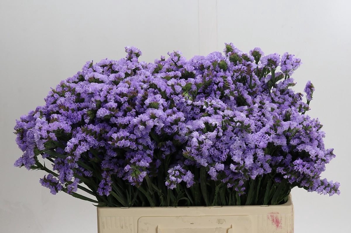 <h4>Limonium sinuatum Donau Birds</h4>