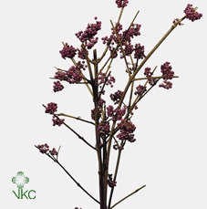 Callicarpa Gira