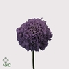 SCABIOSA SCOOP PUNCH