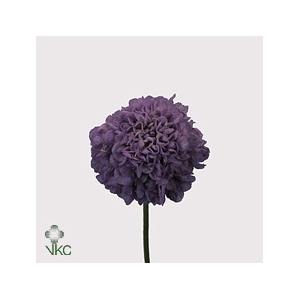 Scabiosa Stellata