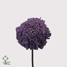<h4>Scabiosa Stellata</h4>