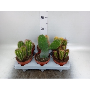 Cactus   ...mix