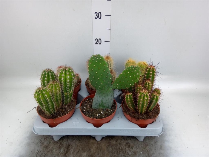 <h4>Cactus   ...mix</h4>