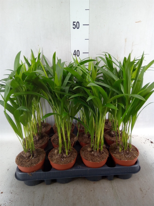 <h4>Dypsis lutescens   ...Chrysalidoca</h4>