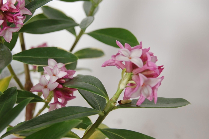 Daphne odora 'Aureomarginata' P17