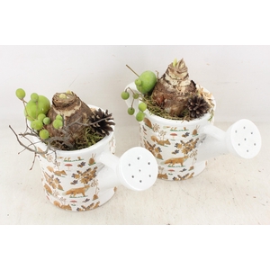 arr4 Amaryllis MB - Ker. gieter herfst print