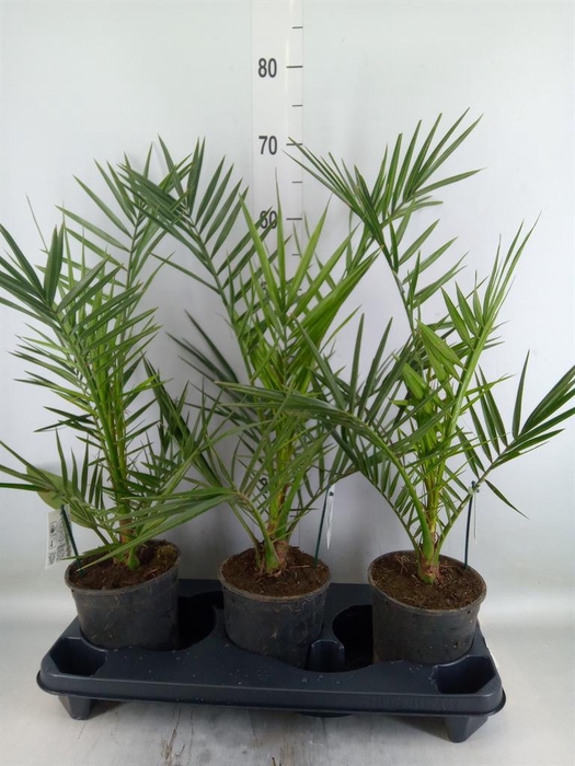 <h4>Phoenix canariensis</h4>