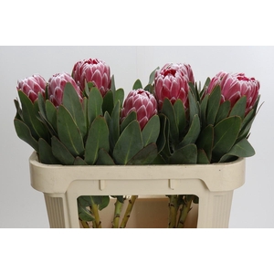 Protea Lady Di