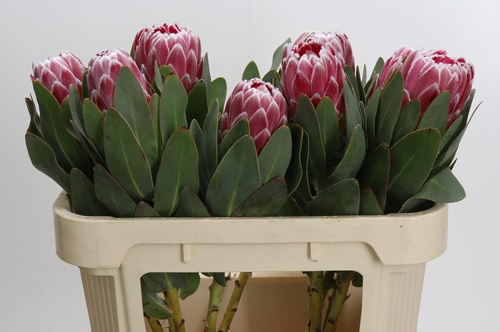 <h4>Protea Lady Di</h4>
