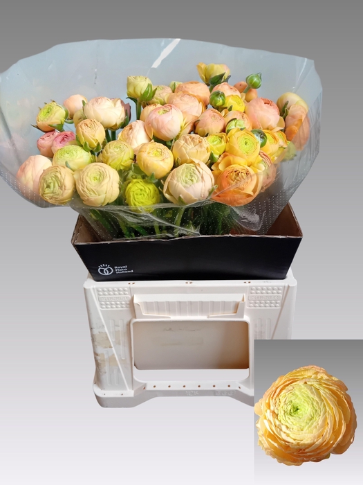 <h4>RAN AAZUR CHAMPAGNE</h4>