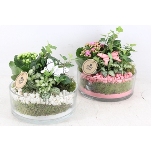 arr2 PL - Glas denta 285/5 - roze/wit