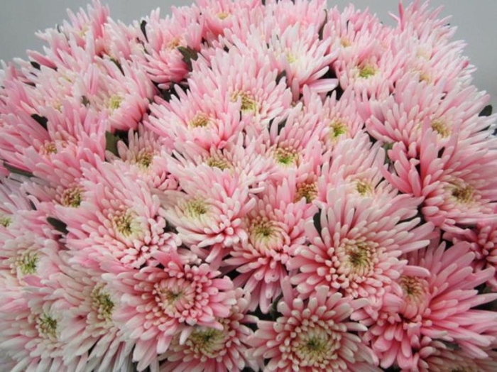 <h4>Chr G Topspin Pastel Pink</h4>