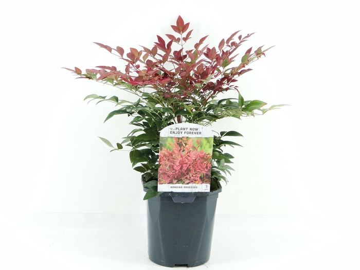 <h4>Nandina dom. Obsessed</h4>