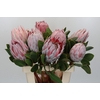Protea Cynaroides