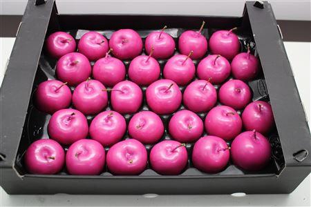 <h4>Waxappel Fuccia</h4>