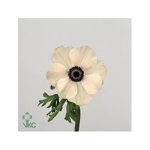 Anem Marianne Panda White