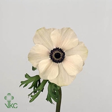 <h4>Anem Marianne Panda White</h4>